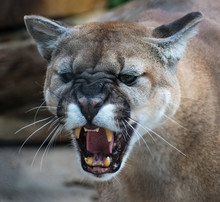 Mountain Lion Snarling