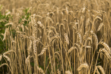 Golden ears of wheat on the field against cloudy sky. Agriculture. Growing of wheat. Ripening ears wheat. Agriculture. Natural product.