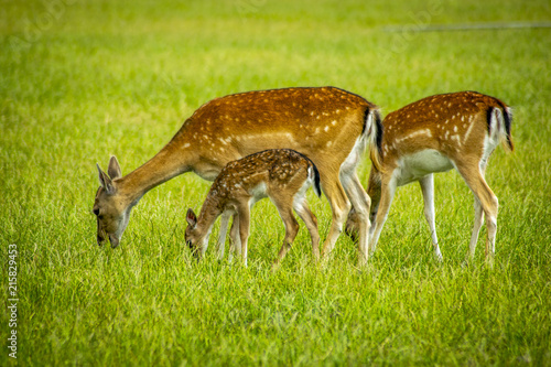 Plakat jelenie z trawy tło jelenie zbliżenie dzikich jeleni