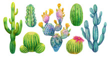 Cactus Set Watercolor Isolated Illustration.