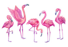 Flamingo Watercolor Tropical Set. Exotic Paradise Birds Illustration.