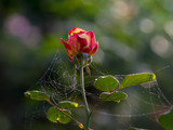 Fototapeta Tulipany - Rose in garden