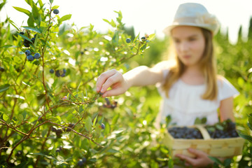 Wall Mural - Cute little girl picking fresh berries on organic blueberry farm on warm and sunny summer day