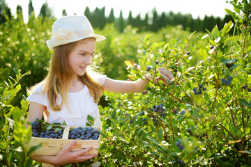 Wall Mural - Cute little girl picking fresh berries on organic blueberry farm on warm and sunny summer day