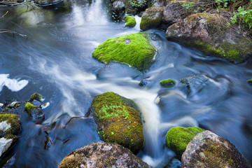 Small stream in mixed forest Finland nature