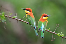 Chestnut-headed Bee-eater - Merops Leschenaulti, Beautiful Colorful Bee-eater From Sri Lankan Woodlands And Bushes.
