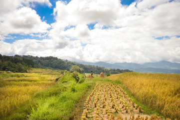 Wall Mural - Beautiful panoramic landscape with rice fields in Tana Toraja highlands near Batutumongi village. South Sulawesi, Indonesia