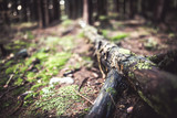 Fototapeta Na ścianę - Rotten tree in a wood. covered by moss