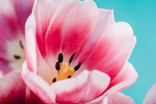 Close-Up Details Of Pink Tulip Flower
