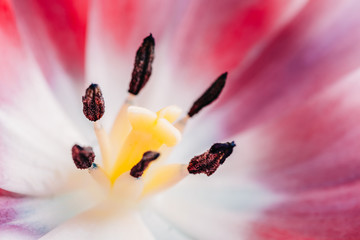 Wall Mural - Close-Up Details Of Pink Tulip Flower