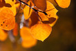 Orange Autumn Aspen Leaf