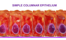 Simple Columnar Epithelium, 3D Illustration. Histology Background. Columnar Epithelium Is Found In Digestive System, Uterus