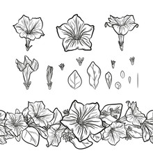 Vector Set Of Outline Petunia Flowers And Seamless Decorative Border For Floral Design.