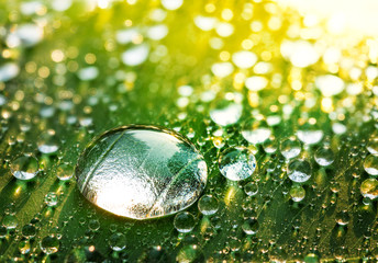 Wall Mural - Large Transparent Water Drops, Rain Drops on Green Leaf in Sun Light, Natural Background