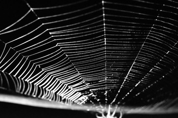 Wall Mural - spider web on a dark background