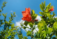 Flowering Pomegranate Branch