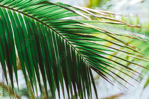 Wasserabweisende Stoffe - Nature poster. Green palm branch. Closeup. Tropical vibes (von Marina Vilesova)