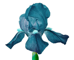 Poster - Cerulean iris flower isolated on a white  background. Close-up. Flower bud on a green stem.