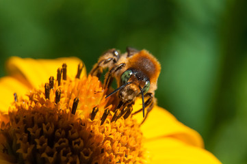 bee on a yellow flower collects nectar, green background macro photo close up