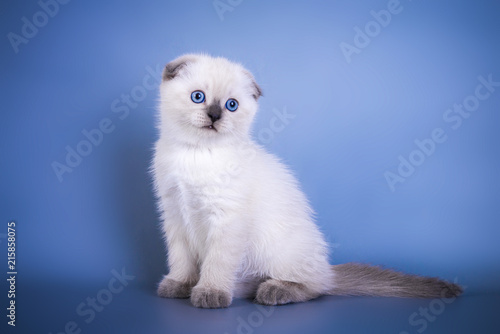 Cute Scottish Fold Shorthair Silver Color Point Kitten With Blue