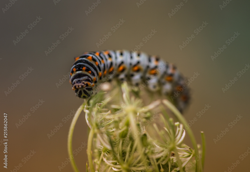 Foto de Stock insecte seul chenille orange et grise et noir en été en — free download