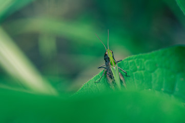 insecte seul sauterelle grise et verte en couleur en gros plan sur fonds vert de dos