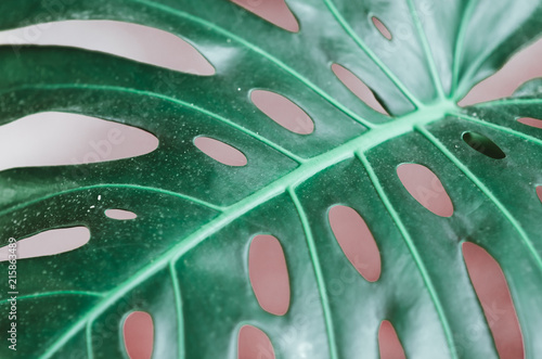 Wasserabweisende Stoffe - nature poster. Green palm branch. Closeup. Tropical vibes (von Marina Vilesova)
