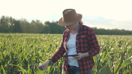 Girl farmer with a tablet to monitor the harvest, a corn field at sunset