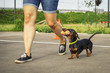 dog of the dachshund breed, black and tan, performs an aport command in competitions for flexibility and obedience along with the trainer