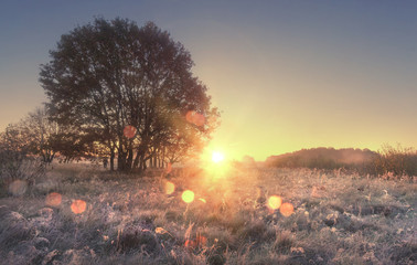 Sticker - Scenery of autumn nature in morning at sunrise. Sunbeams on autumn meadow with tree. Hoarfrost on yellow grass. Amazing dawn on wild nature with shining bokeh. Beautiful natural scene of countryside