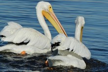 White Pelicans Swimming In Blue Water On A Sunny Day 