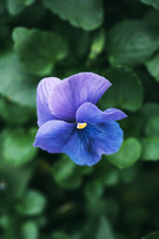 Violet Colored Pansy