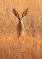 Wall Mural - A jackrabbit sitting in the morning sun in a field of gold colored dry grass with it's long ears up in the air