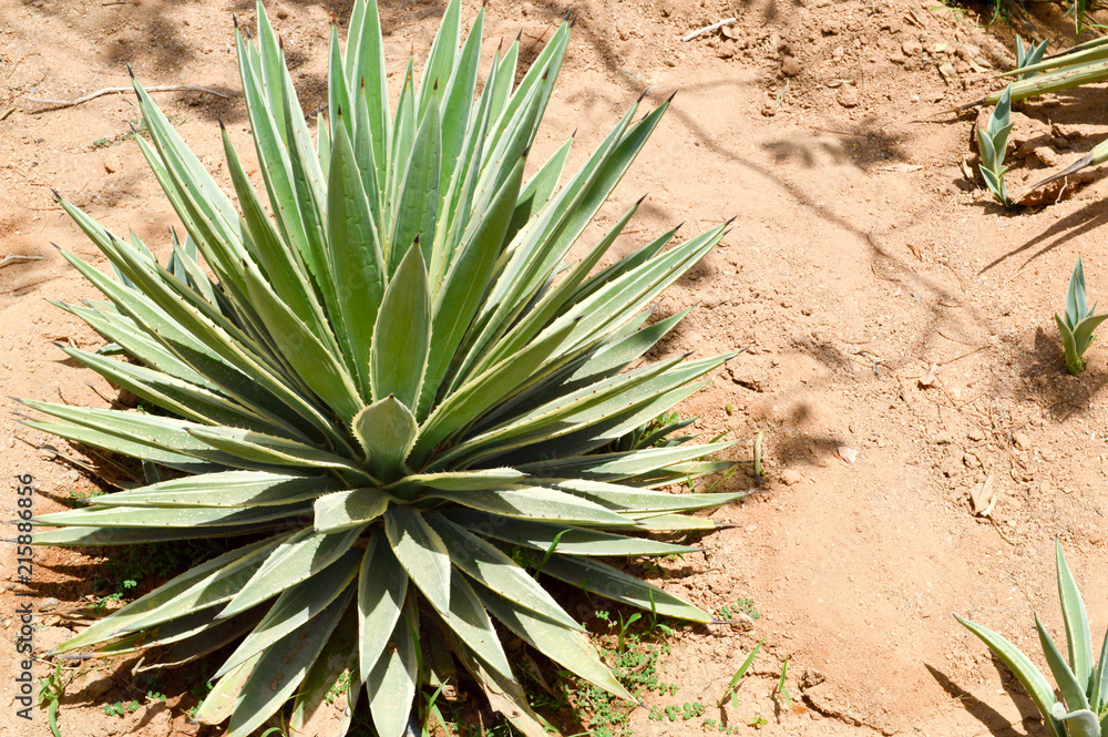 dracaena compacta plant care Dracaena Compacta  Classy Casita