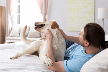 Wall Mural - Adorable yellow labrador retriever with owner on bed indoors