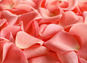  Beautiful rose petals as background