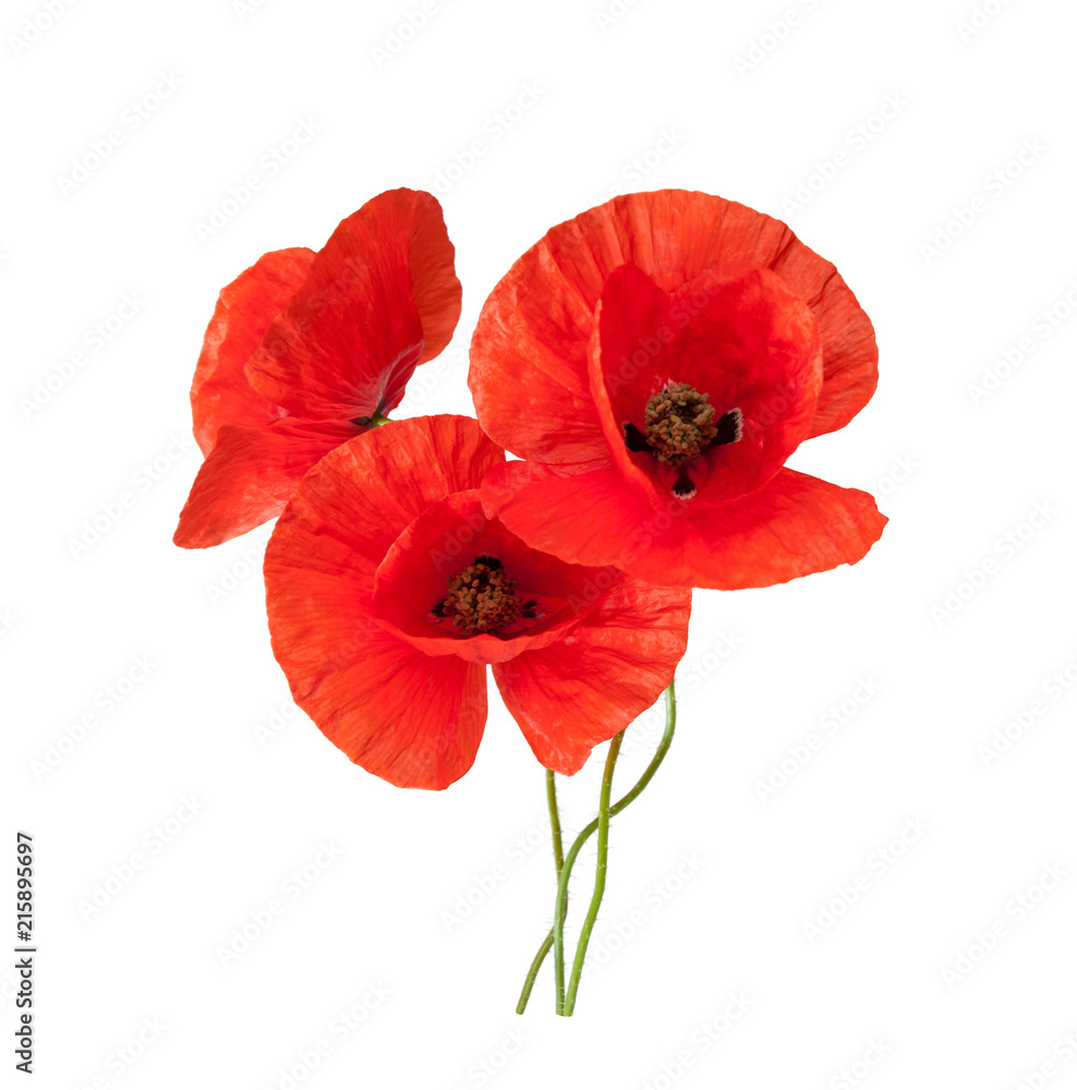 Beautiful wild red poppies isolated on a white background. - obrazy, fototapety, plakaty 