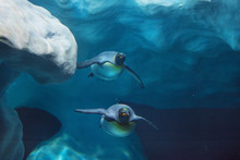 Penguins Swimming Underwater