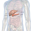 Liver, Pancreas, Bile Duct and Gall bladder Labeled in Male Internal Anatomy