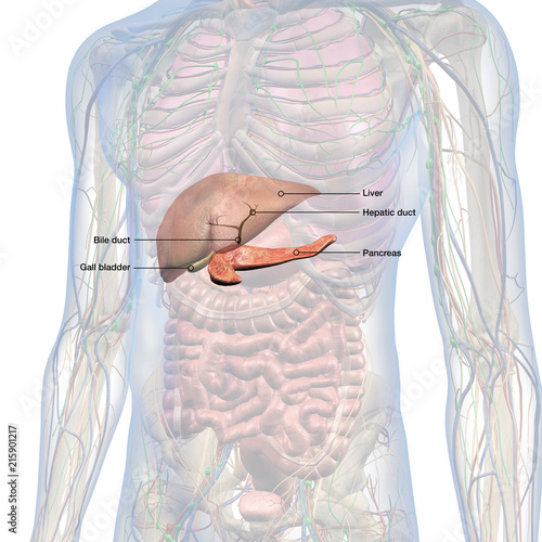 Liver Pancreas Bile Duct And Gall Bladder Labeled In Male Internal Anatomy Stock Illustration Adobe Stock