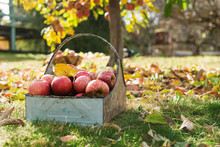 Organic Homegrown Apples In A Vintage Metal Basket