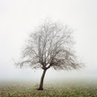 © James Ross Photography/Stocksy - A solitary tree in autumn mist