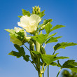 Okra plant and flower in bloom against blue sky organic produce agriculture