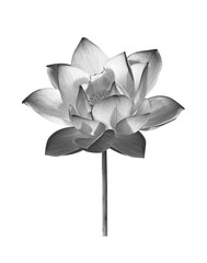 Wall Mural - Black lotus flower on white background