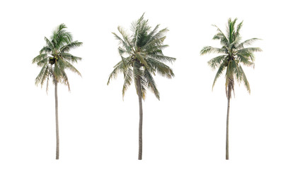 Wall Mural - collection three Palm coconut the garden isolated on white background