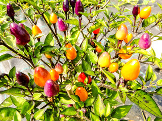 Sticker - Multicolored chili pepper plant