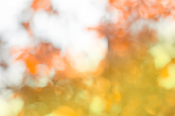 Beautiful sunlight bokeh autumn background