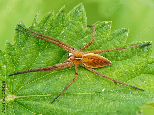 Zdjęcie XXL Nursery Web Spider