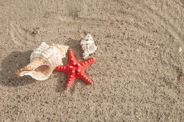 sea shells with sand as background