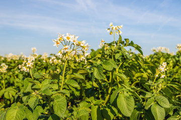 Wall Mural - Flowering potato plants against a blue sky